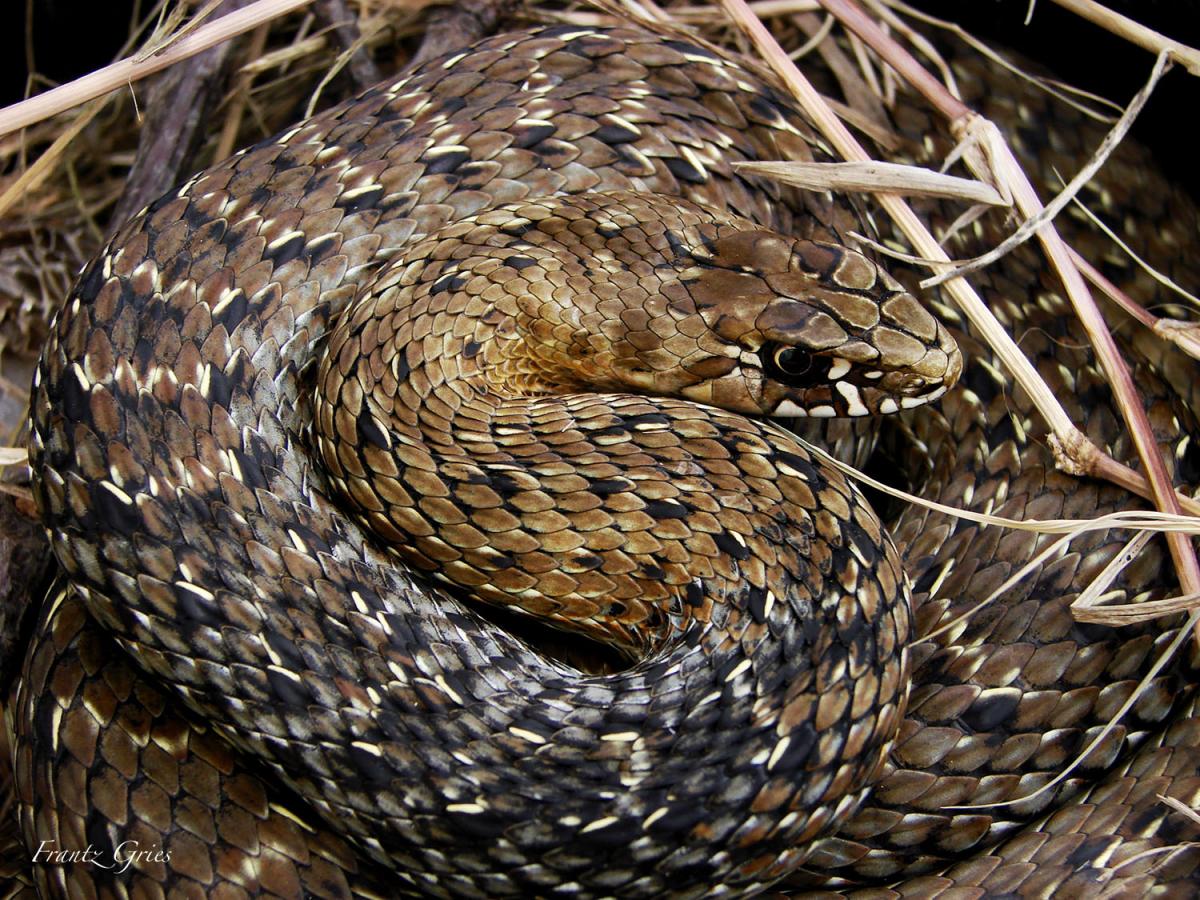 Malpolon monspessulanus